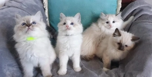 Wunderschöne, GCCF-registrierte Ragdoll-Kätzchen.