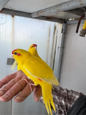 zigensittiche handzahmen