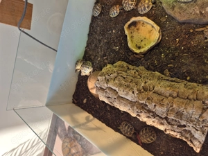 Kleine griechische und maurische Landschildkrötennachzuchten 2025