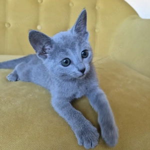 Süßes Russisch Blau Kätzchen ist 10 Wochen alt 