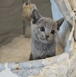 Süßes Russisch Blau Kätzchen ist 10 Wochen alt 