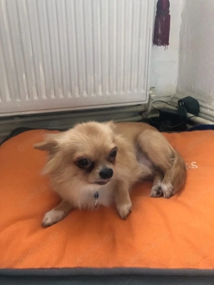 chihuahua Rüde langhaar 6 Jahre alt ssucht dringend ein Zuhause