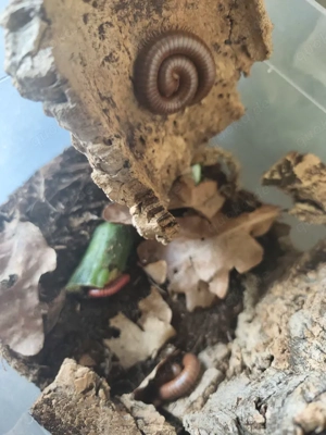 verschiedene Tausendfüßler 