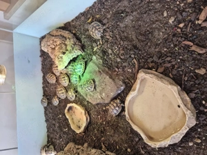 kleine griechische und maurische Landschildkrötennachzuchten 2025 abzugeben