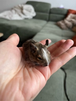 Degu Babys Weibchen   