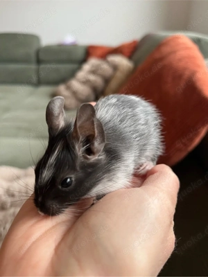 degu  Degus   Weibchen   Jungtiere 