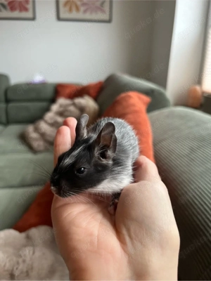 Degu Babys Weibchen   