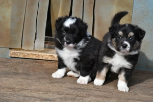 liebe reinrassige Border Collie Welpen