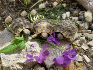 Griechische Landschildkröten THB Nachzucht 2025
