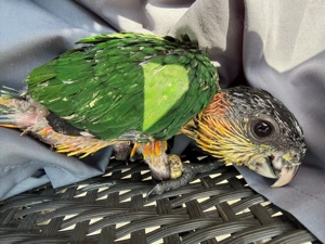 Grünzügelpapageien Babys. Zur Handaufzucht 