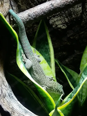 Abgabe Phelsuma standingi - NZ 2025