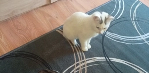 Babykitten junge und Mädchen 