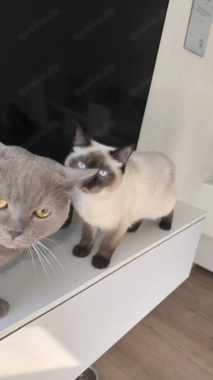 Siam Katze 