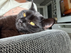 Bkh Ekh geschwister schwarz 