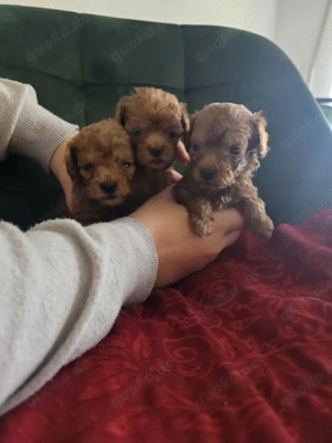 Toy Pudel - Welpen Apricot 