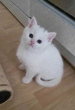 Wunderschönes Flauschebärchen