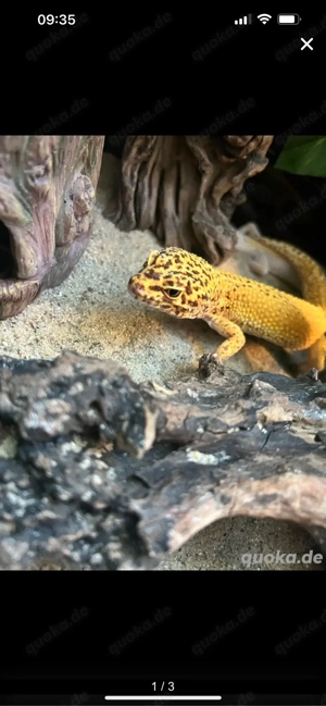 1.0 Hypo Tangerine