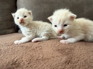 XXL Maine Coon Kitten Katerchen , Kater