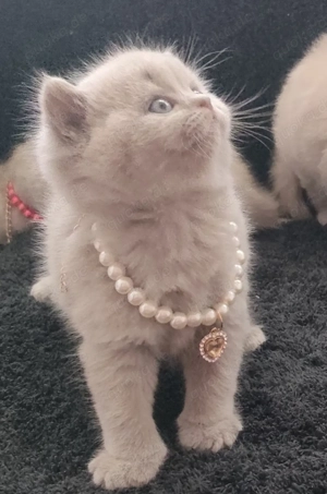 Traumhafte BKH und BLH Kitten in lilac  (grau und hellbraun) und Plüschweich!