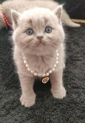 Traumhafte BKH und BLH Kitten in lilac  (grau und hellbraun) und Plüschweich!