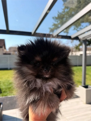    Molly   bezaubernde Pomeranian Zwergspitz Hündin (Black Tan) sucht ihr Für-immer-Zuhause   