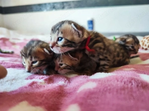 Bengal kitten 