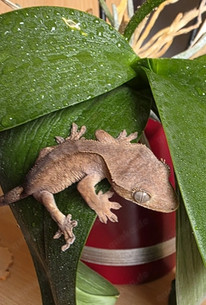 Kronengecko Jungtier olivgrün rot