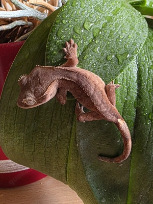 Kronengecko Jungtier olivgrün rot