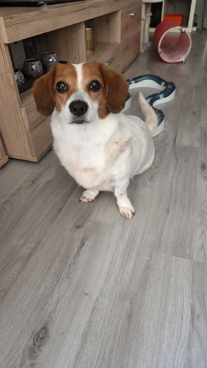 Süße Sally sucht liebevolles Zuhause 