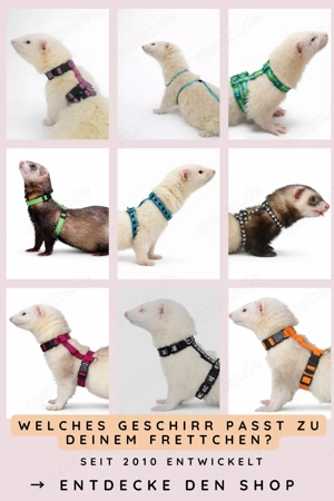 Frettchen Zubehör   Geschirre, Bettchen & mehr | Versand deutschlandweit