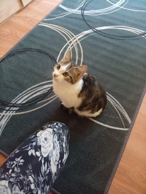 katerchen 5 Monate alt türkisch Van mix