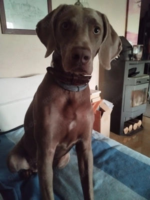 Weimaraner Hündin 11 Monate ,sucht ein liebevolles zu Hause