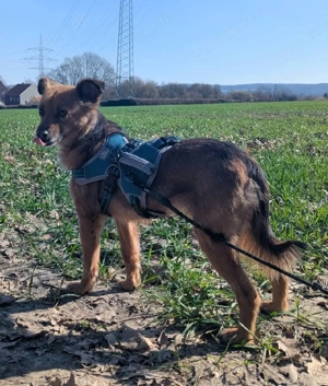 Sanfte Neila sucht liebevolle Hundekenner 