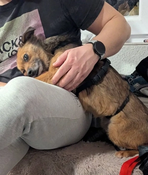 Sanfte Neila sucht liebevolle Hundekenner 