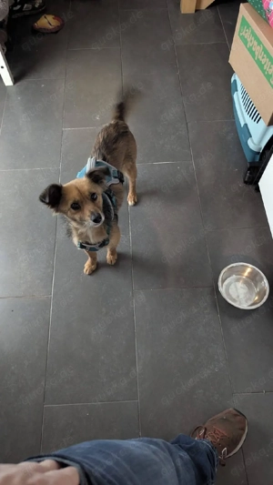 Sanfte Neila sucht liebevolle Hundekenner 