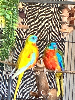 2 wunderschöne Schönsittiche in gute Hände   Grassittich 