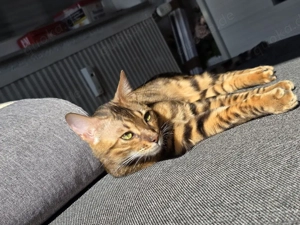 Bengal-Cat Kater [ 8Monate jung ]sucht neues zuhause 