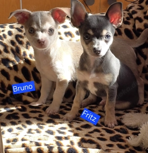 2 Chihuahua Welpen suchen ein neues zu Hause 