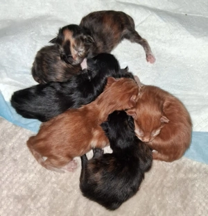 Wir haben Kitten mit wenig Inzucht mit Stammbaum