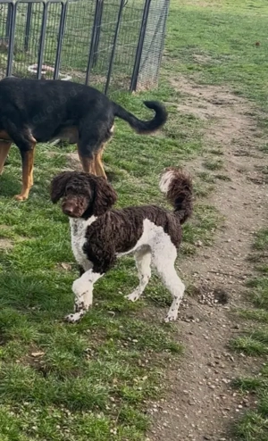 Lieber schoko Harlekin Klein Großpudel sucht liebe Famile.