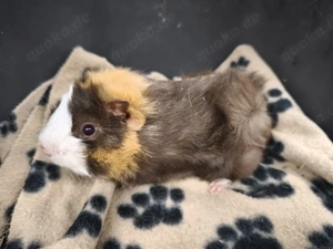 Sehr süße männliche Meerschweinchen Babys 