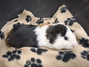 Sehr süße männliche Meerschweinchen Babys 