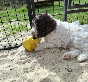 Lagotto Romagnolo Welpen Bild 2