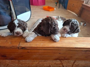 Lagotto Romagnolo Welpen Bild 4