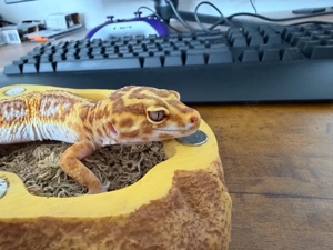 Hypo Tangerine + Carrot Tail