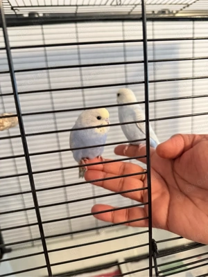 Junge Wellensittiche   zahm, handgewöhnungsfähig