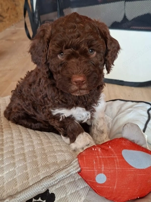 Lagotto Romagnolo Welpen Bild 3