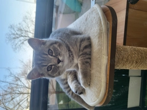 Verschmuster Kater BKH 14 Wochen