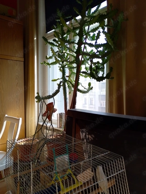 Kaktusplflanze groß 