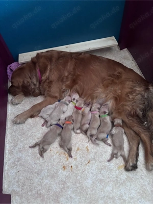 Golden Retriever Welpen 19.03.2026